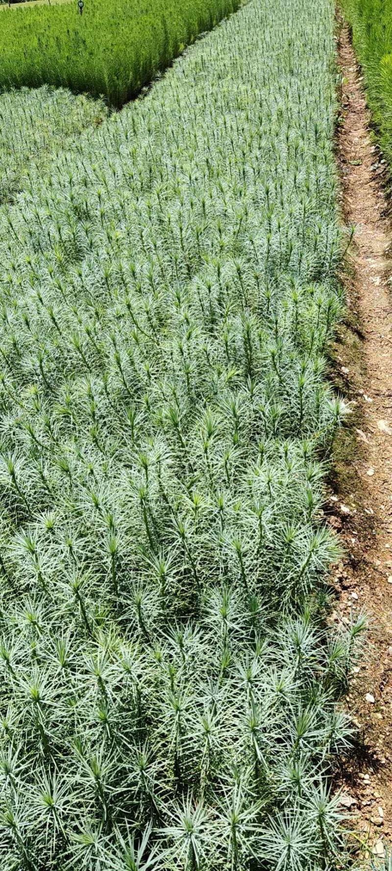 湿地松，湿地松种苗，松树，证件齐全，成活高
