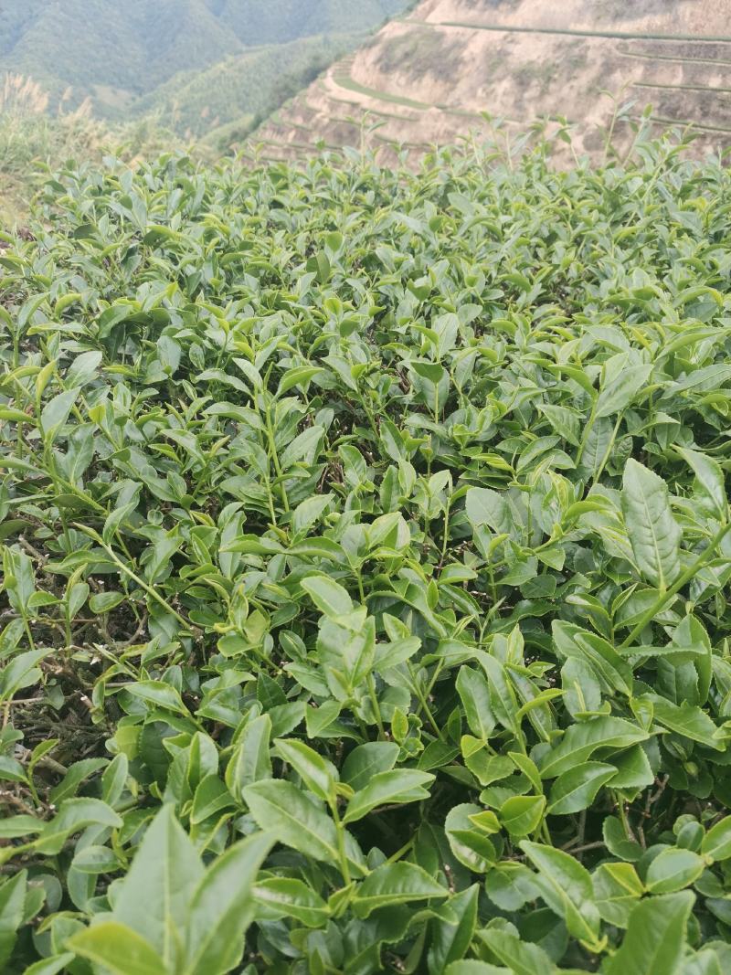 福建省安溪铁观音高海拔茶叶
