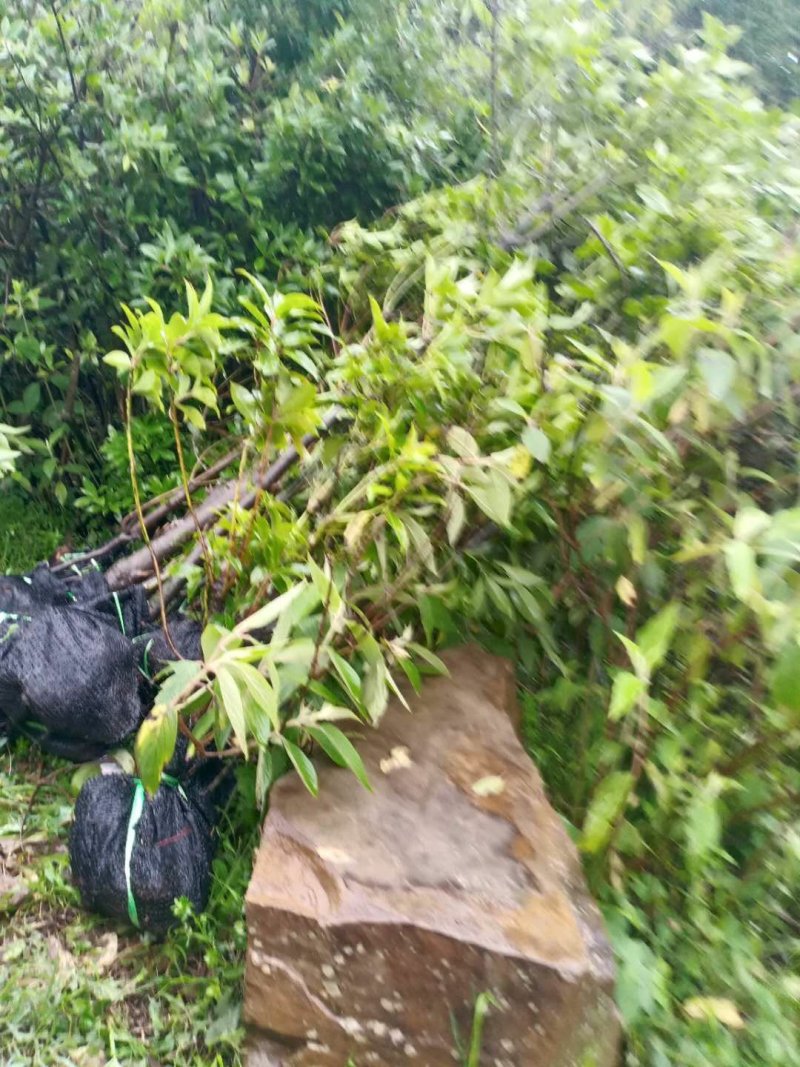 八角树今年种明年结的那种