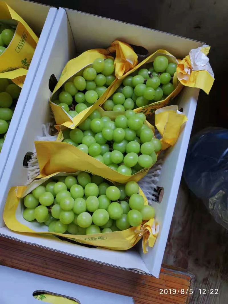 香印青提，晴王，阳光玫瑰葡萄，精品青提，