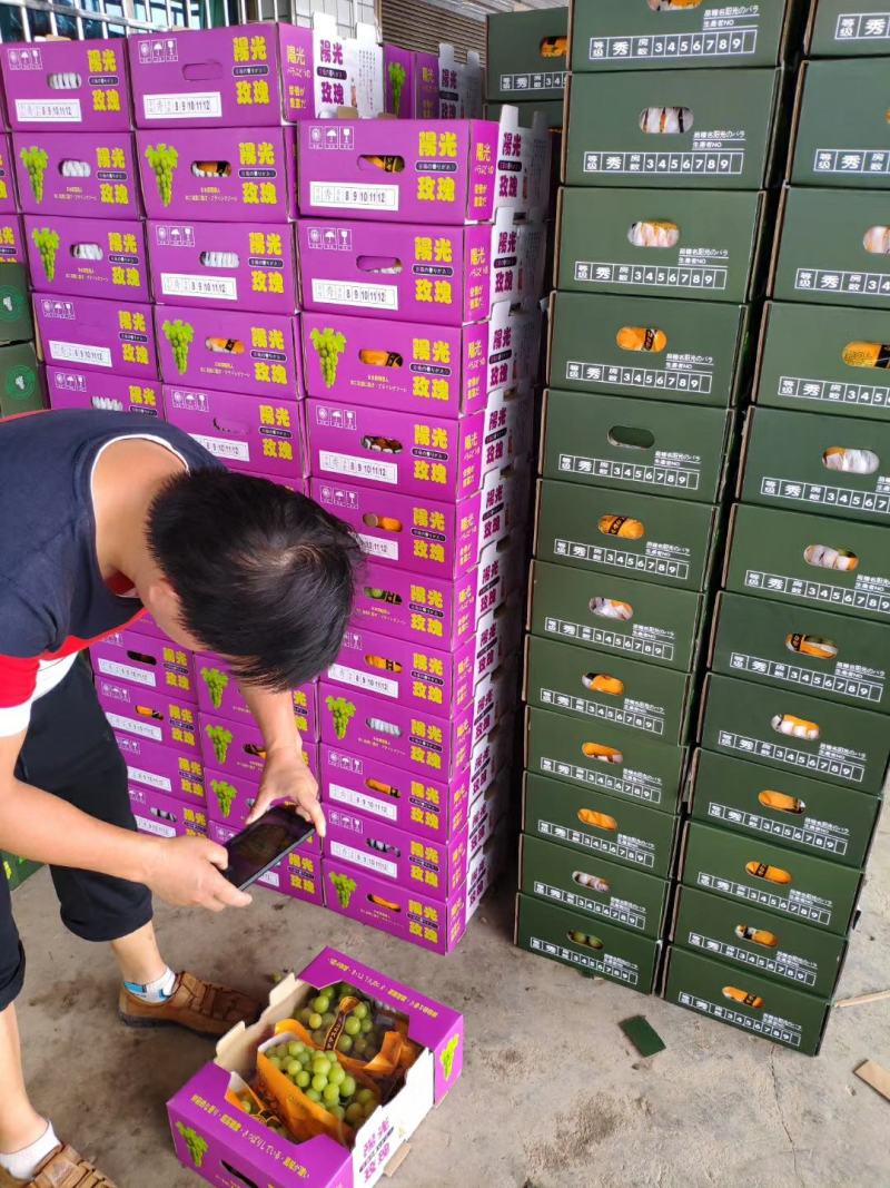 香印青提，晴王，阳光玫瑰葡萄，精品青提，