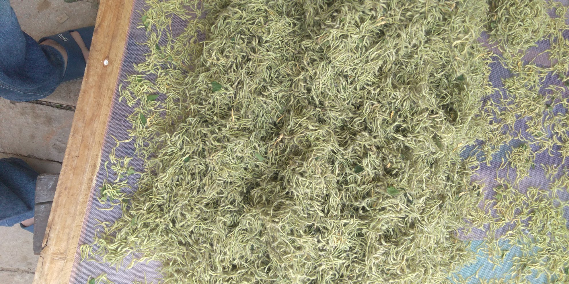 地骨皮药材与茶饮