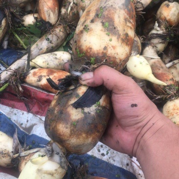 200亩大珍珠藕，基地直销，可根据客户的需求来制定莲藕的