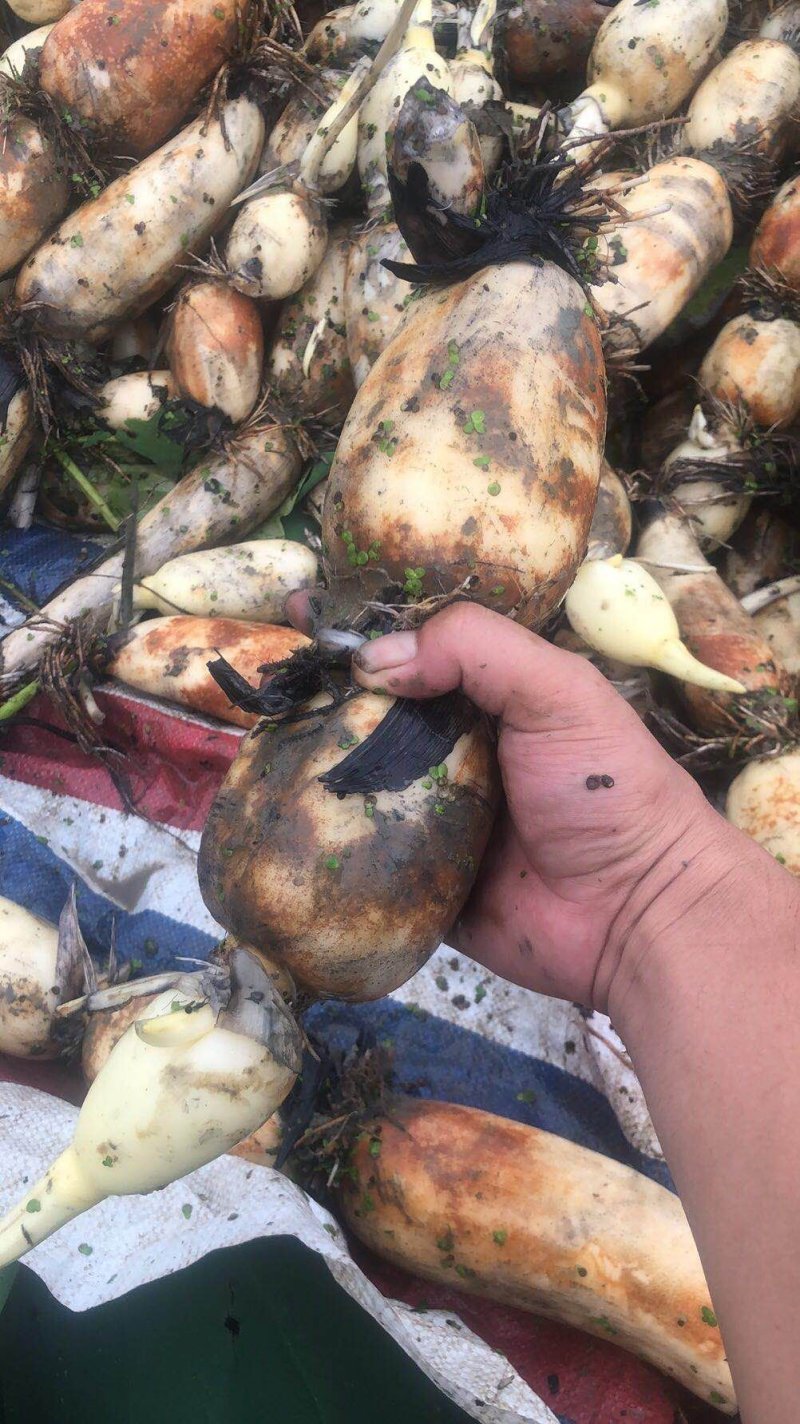 200亩大珍珠藕，基地直销，可根据客户的需求来制定莲藕的