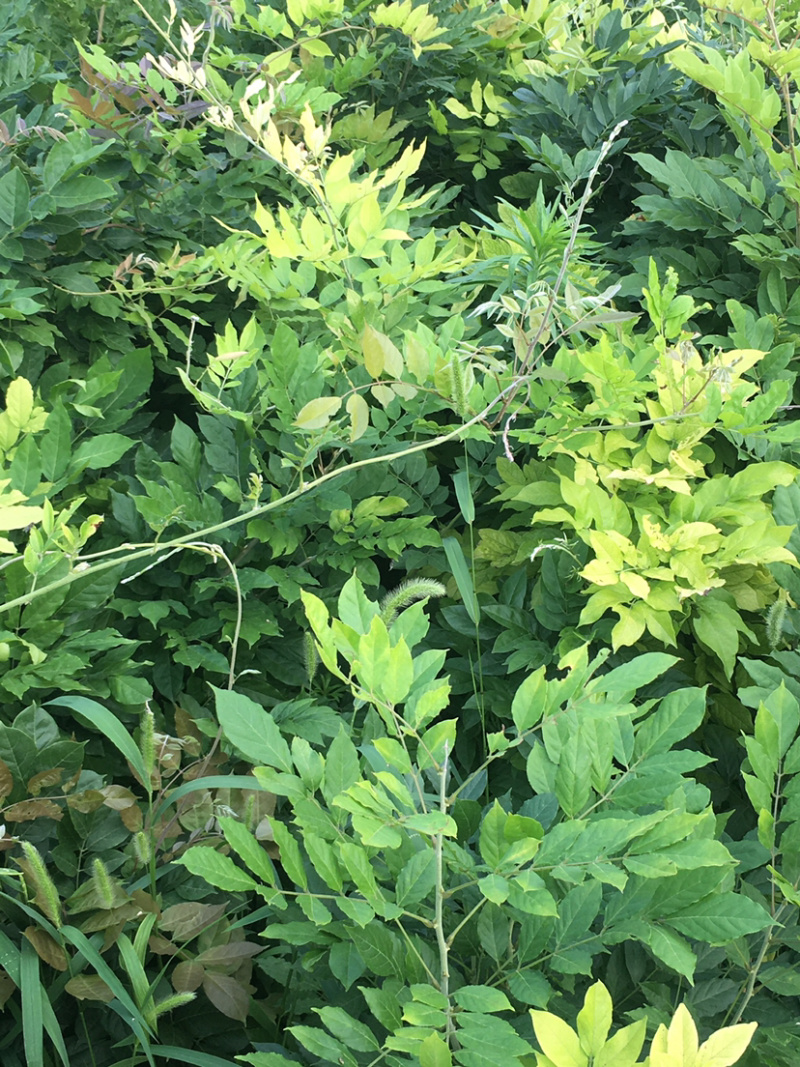 大量紫藤一年苗，二年苗，各种品种的紫藤