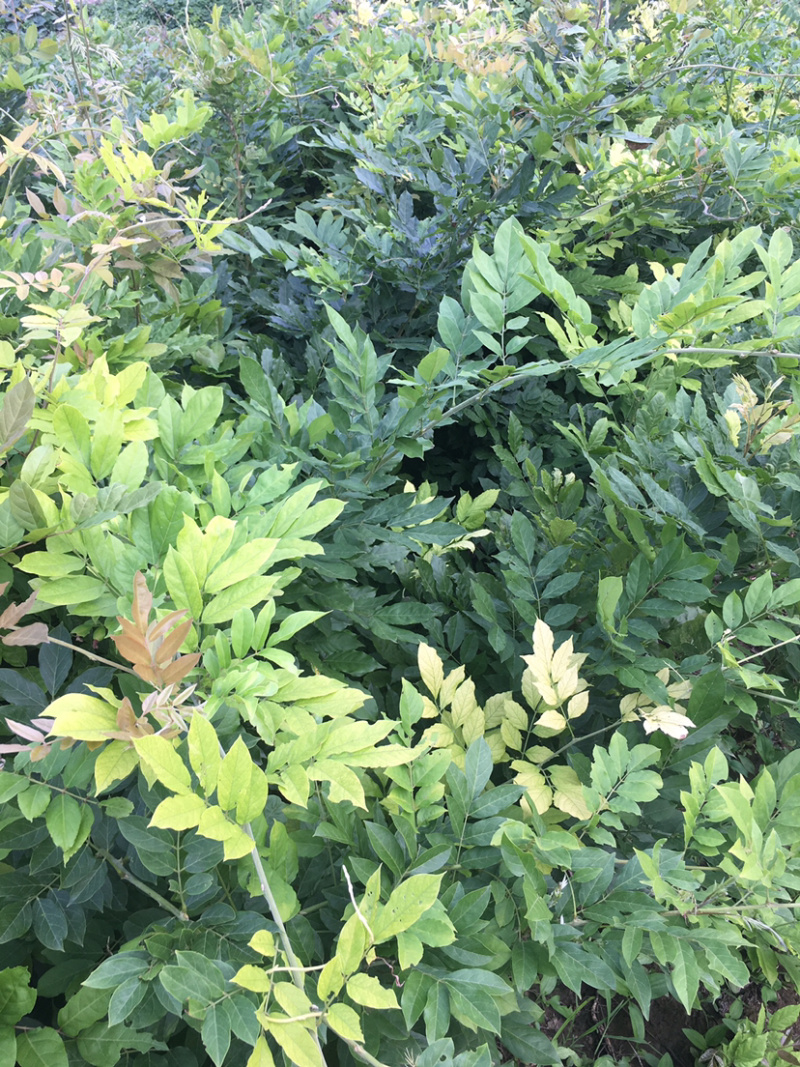 大量紫藤一年苗，二年苗，各种品种的紫藤