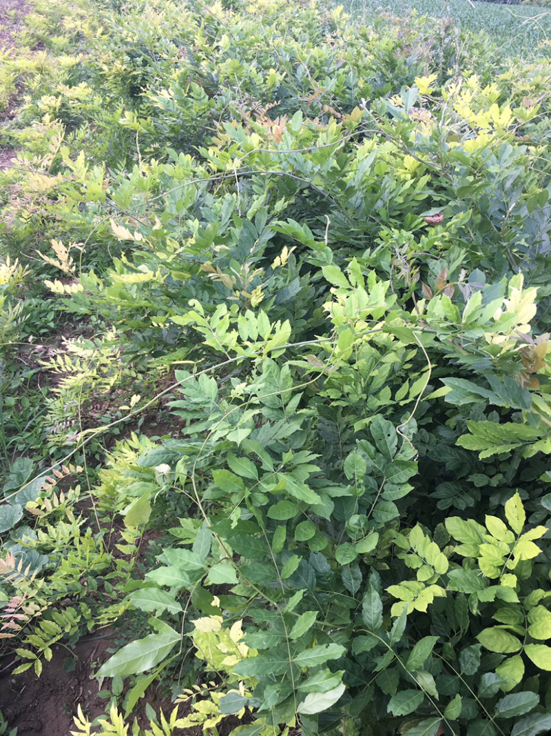大量紫藤一年苗，二年苗，各种品种的紫藤