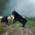 罗田黑山羊·大别山黑山羊·散养土山