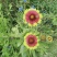 云南省深山农家百花土蜂蜜