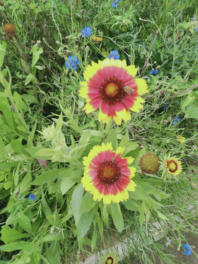 云南省深山农家百花土蜂蜜