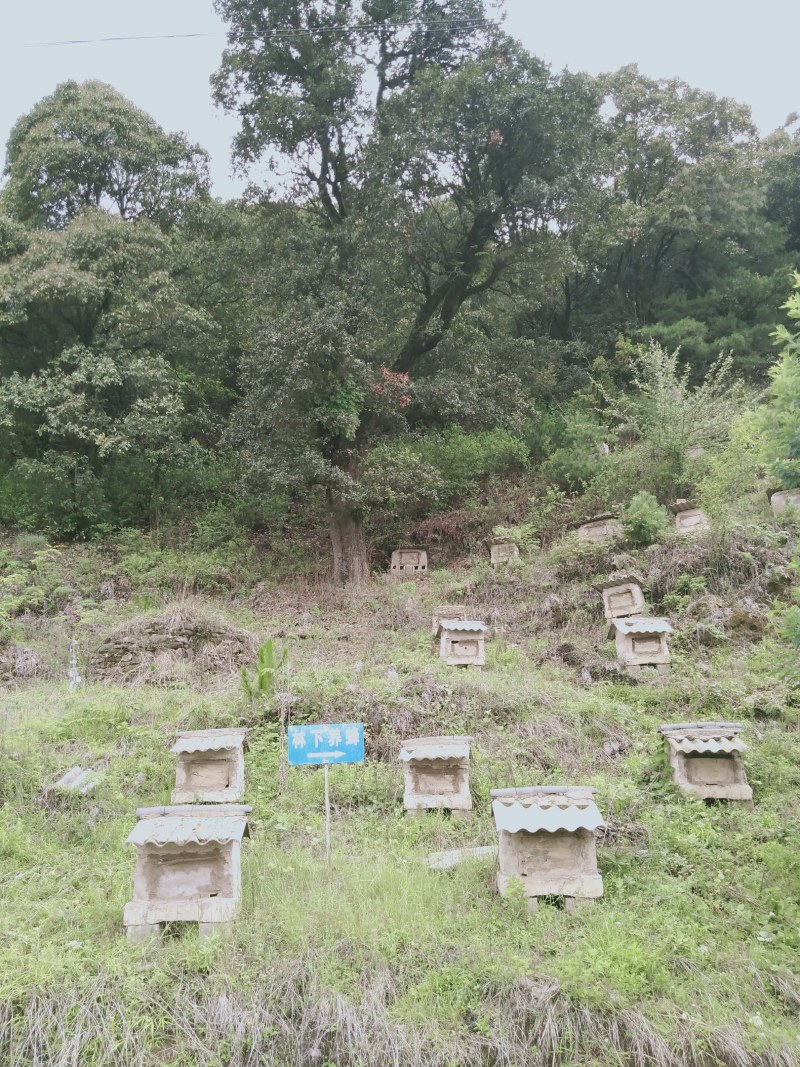 云南省深山农家百花土蜂蜜