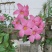 云南省深山农家百花土蜂蜜