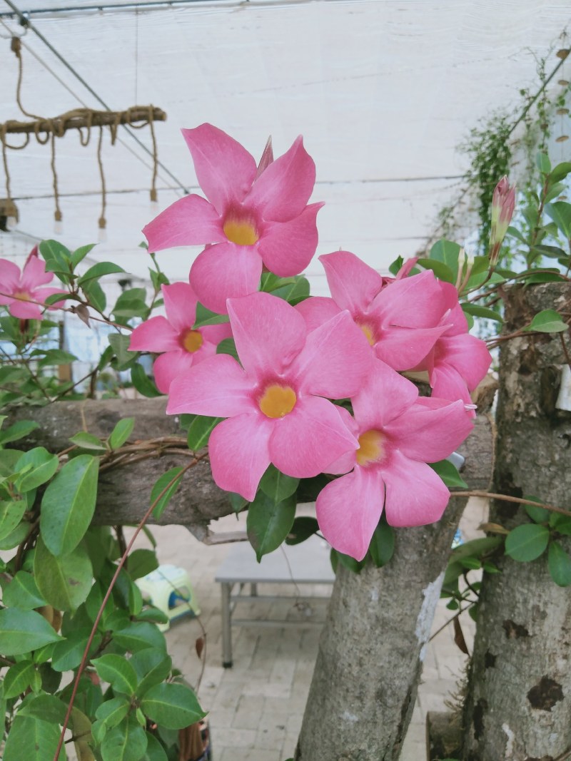云南省深山农家百花土蜂蜜