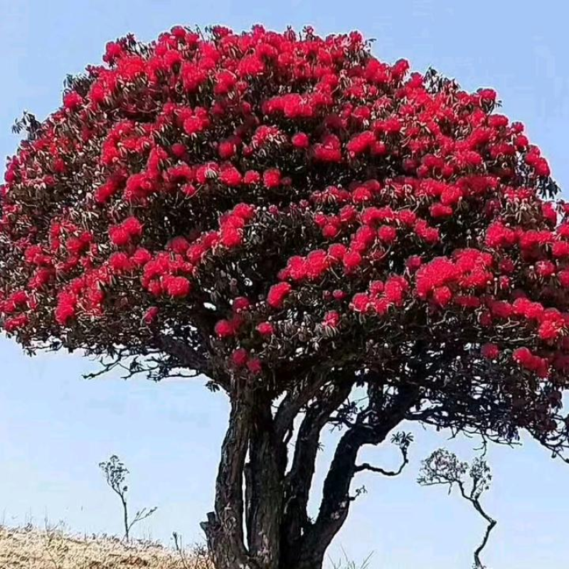 云南省深山农家百花土蜂蜜