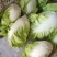 夏阳白菜