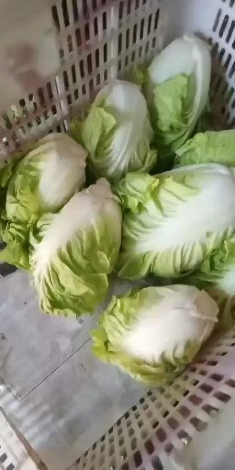 夏阳白菜