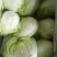 夏阳白菜