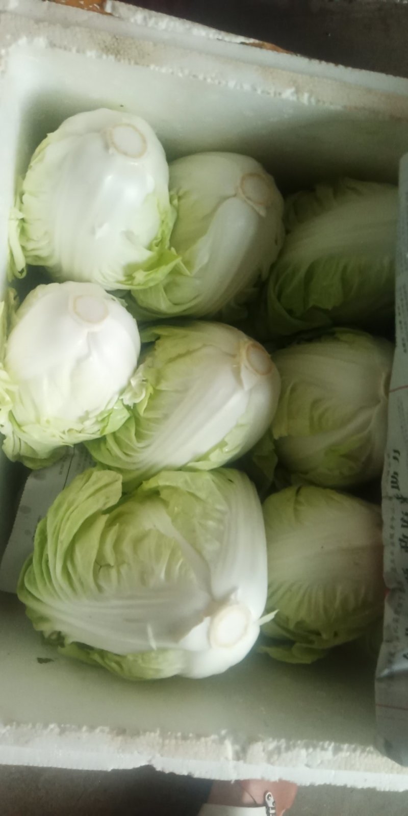夏阳白菜