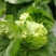 夏阳白菜