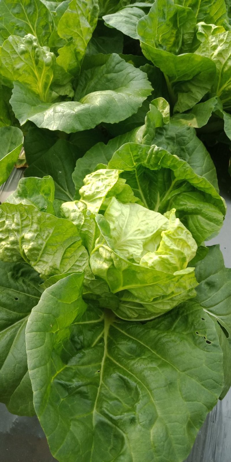 夏阳白菜