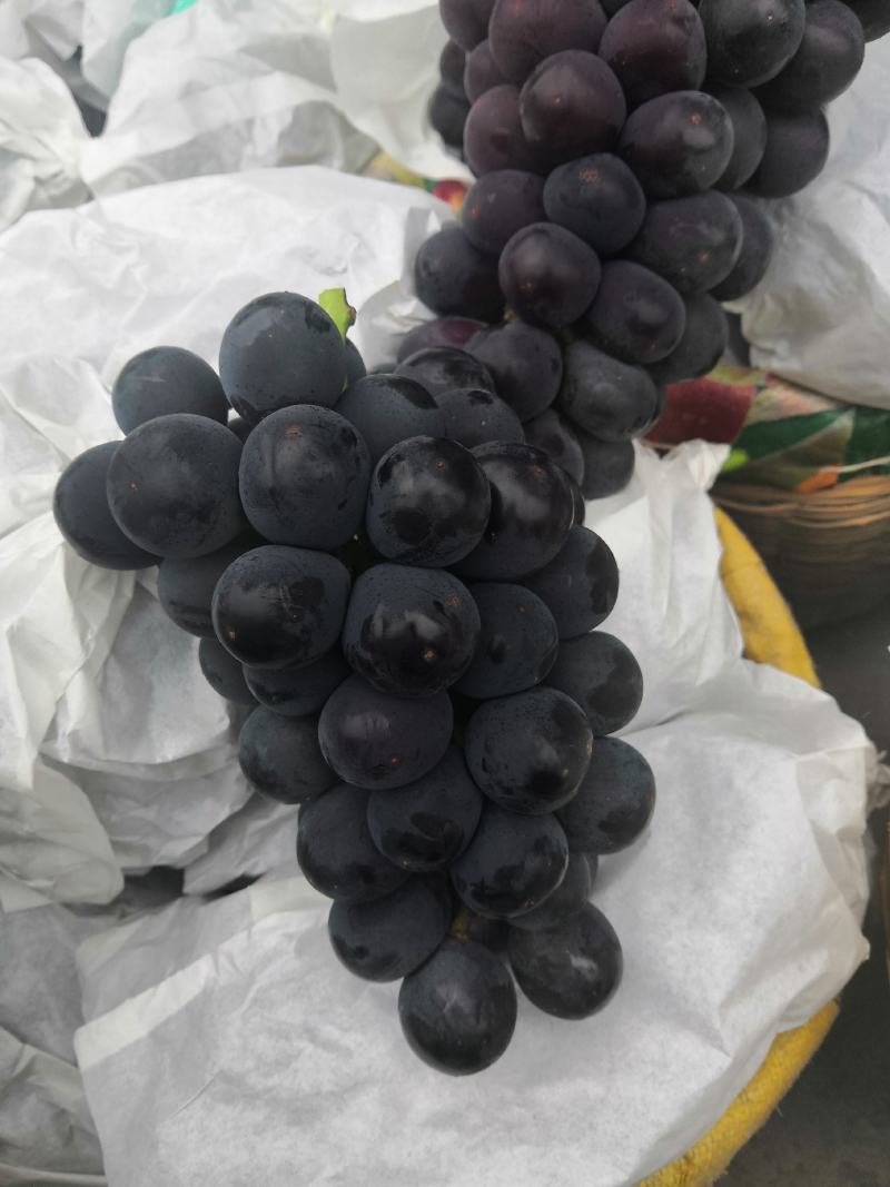 陕西葡萄基地，大量下剪，对接加工厂，品质保障，货源稳定