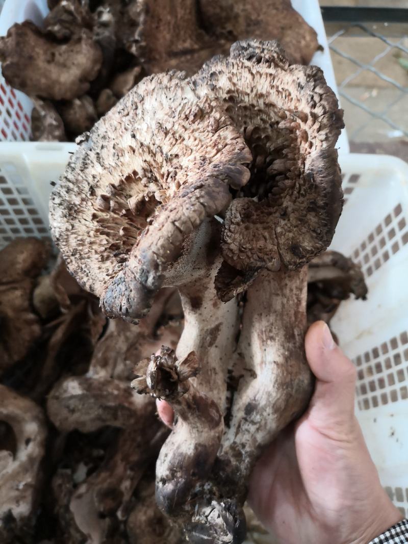 新鲜黑虎掌菌产地一件代发批发顺丰包邮