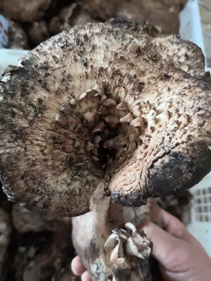 新鲜黑虎掌菌产地一件代发批发顺丰包邮