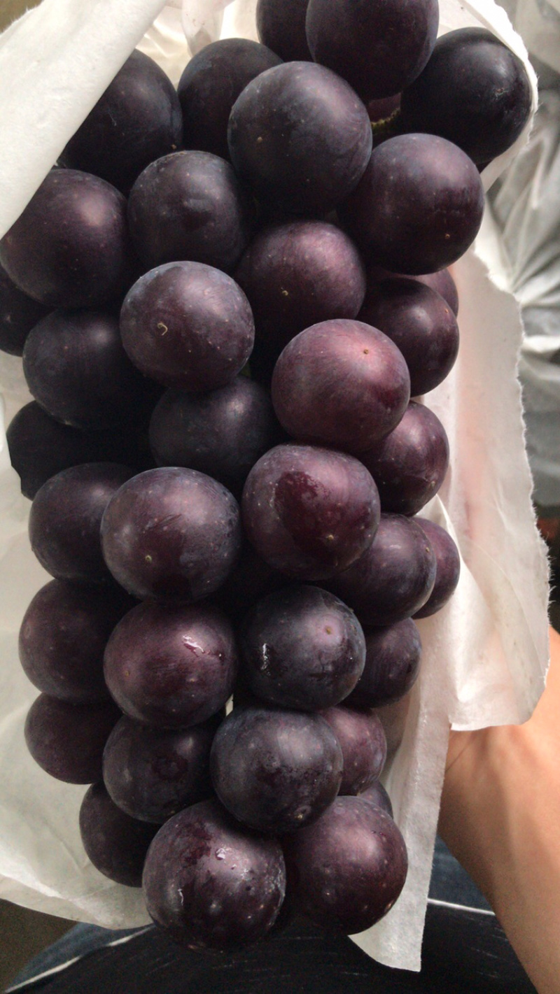 夏黑葡萄夏黑葡萄夏黑葡萄