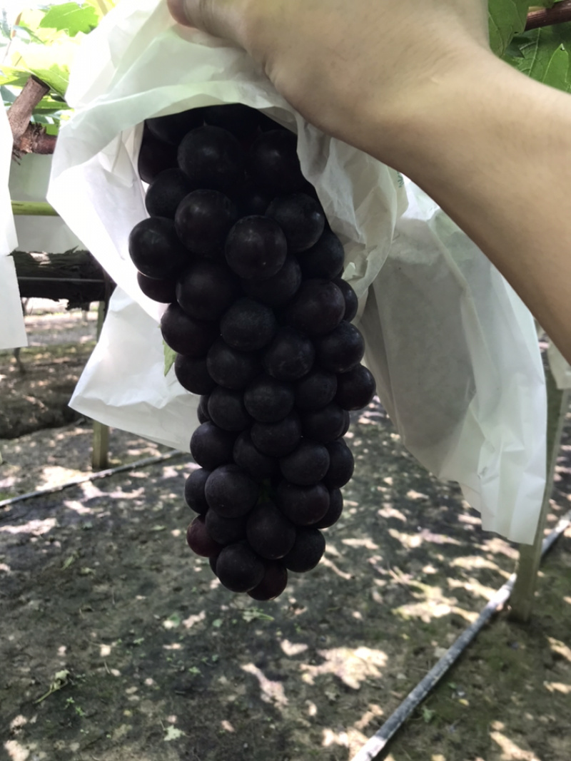 夏黑葡萄夏黑葡萄夏黑葡萄