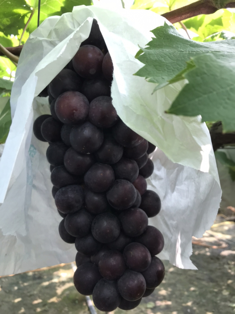 夏黑葡萄夏黑葡萄夏黑葡萄