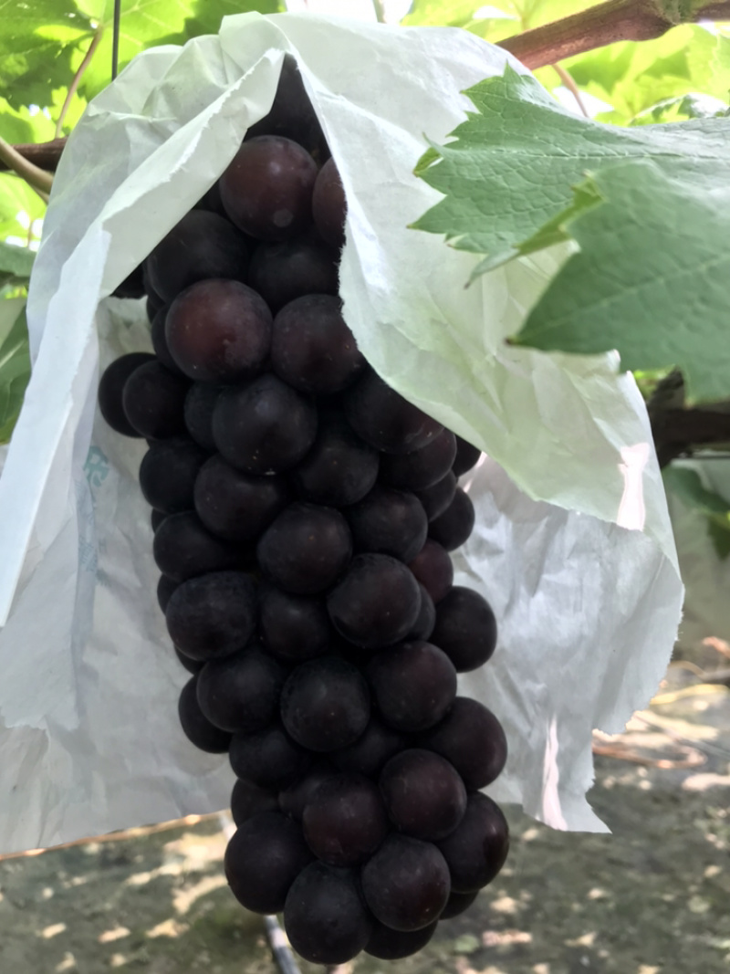 夏黑葡萄夏黑葡萄夏黑葡萄