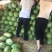 甘肃会宁沙田金花西瓜🍉大量上市了