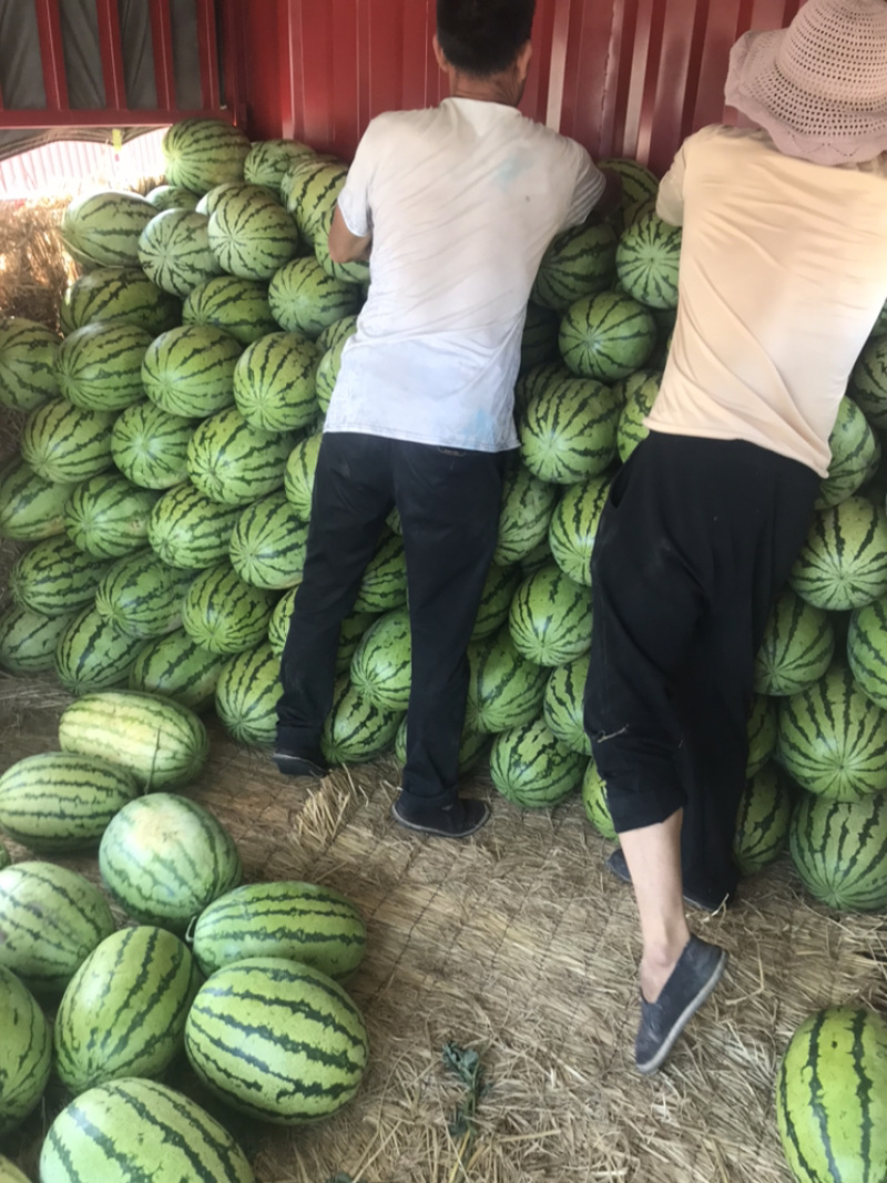 甘肃会宁沙田金花西瓜🍉大量上市了
