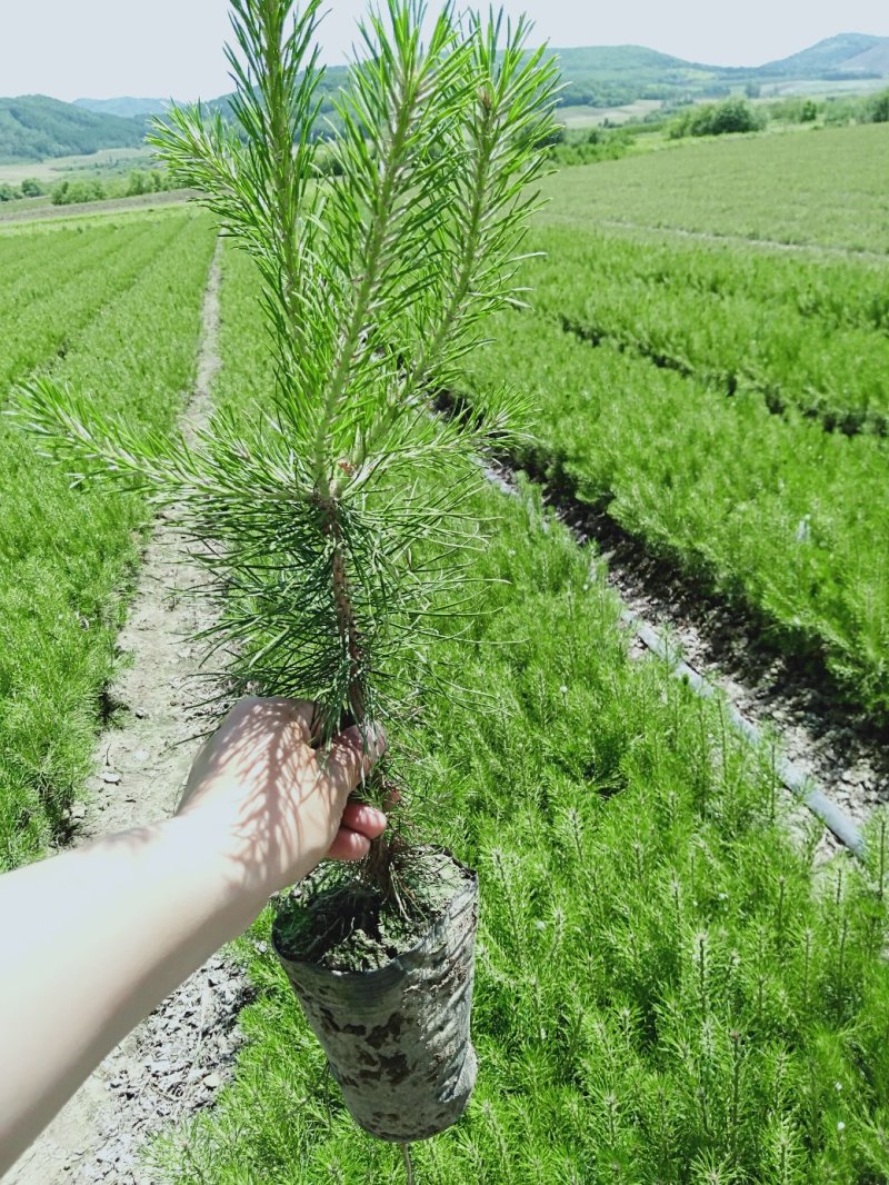 13x16樟子松杯苗高40一60公分