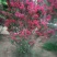从生红花紫薇，大棵从生红花紫薇