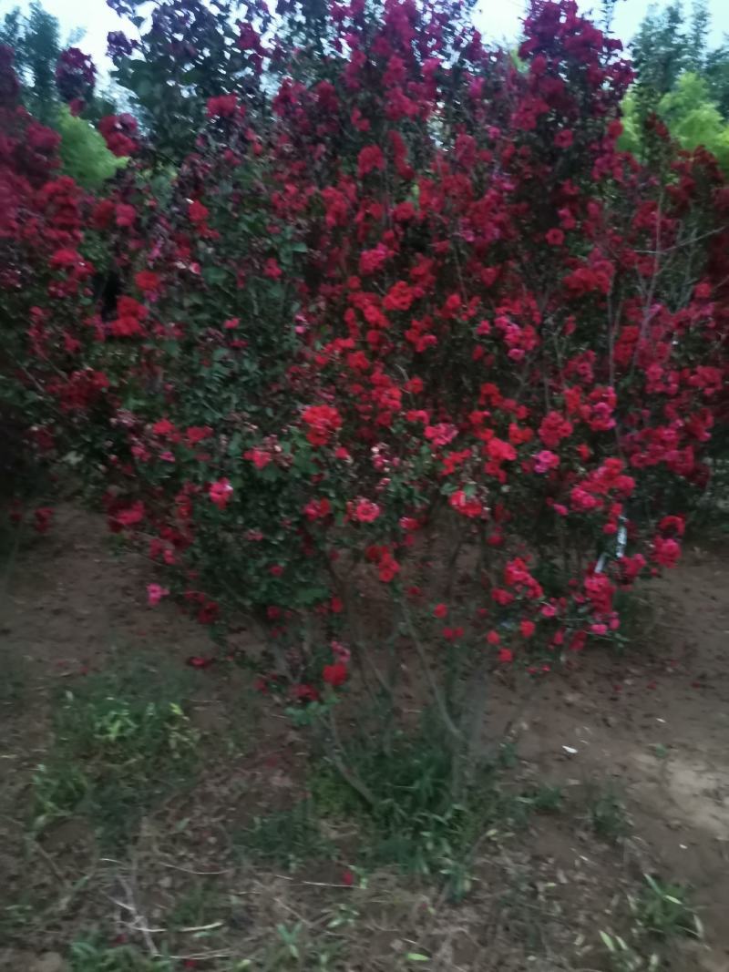 从生红花紫薇，大棵从生红花紫薇