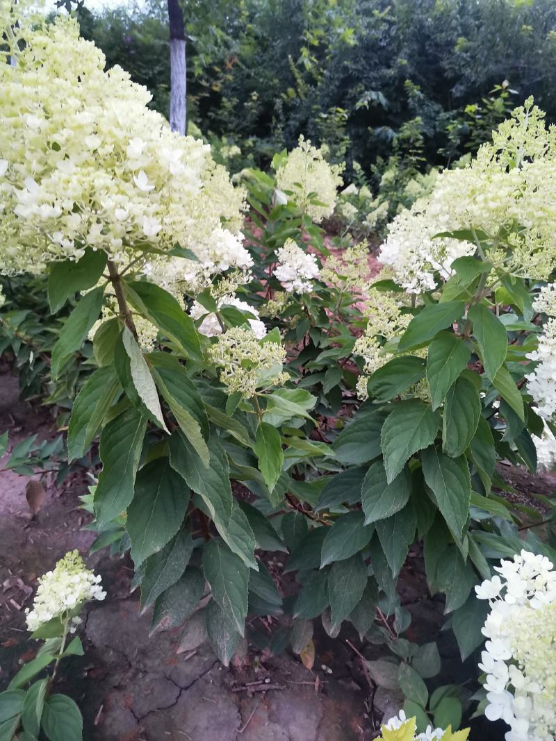 木绣球，从生木绣球，从生木绣球小苗