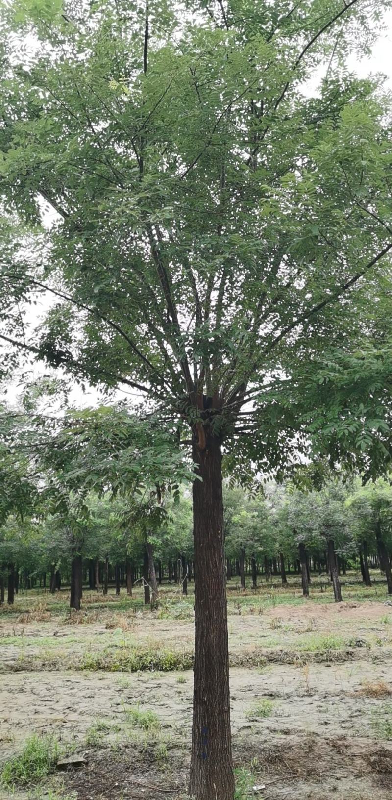 山东昊源苗木有限公司主营，法桐，国槐，合欢，五角枫，红叶