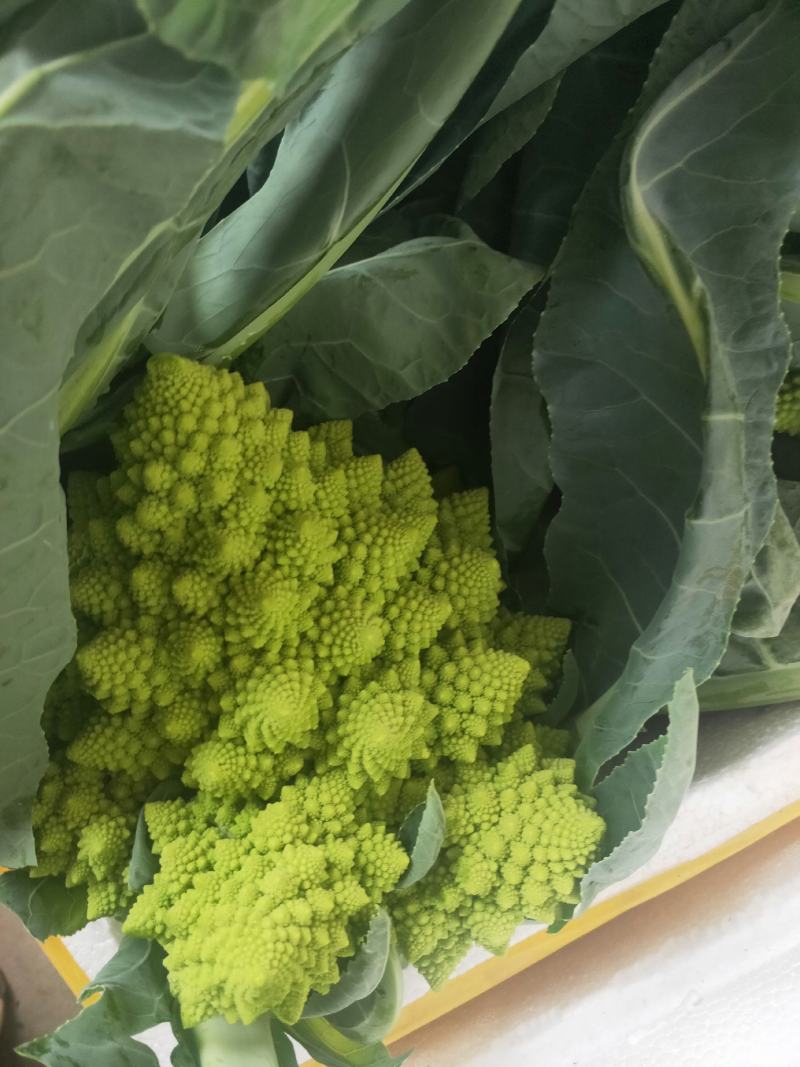 宝塔花菜新鲜蔬菜量大从优，无公害，无污染