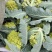 宝塔花菜新鲜蔬菜量大从优，无公害，无污染