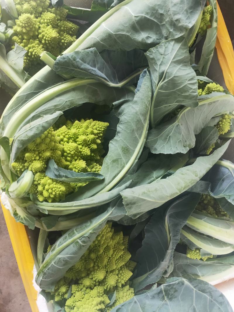 宝塔花菜新鲜蔬菜量大从优，无公害，无污染