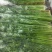 鲍芹章丘鲍芹产地直供正宗有机鲍芹