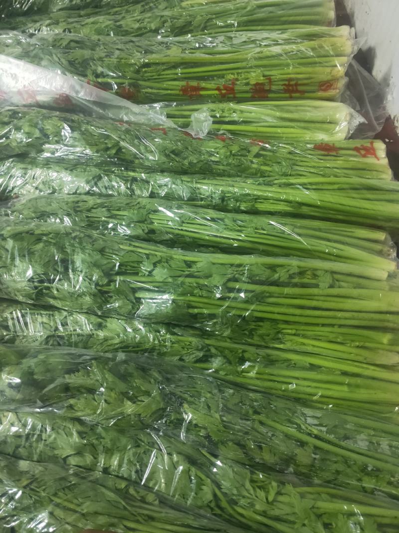 鲍芹章丘鲍芹产地直供正宗有机鲍芹