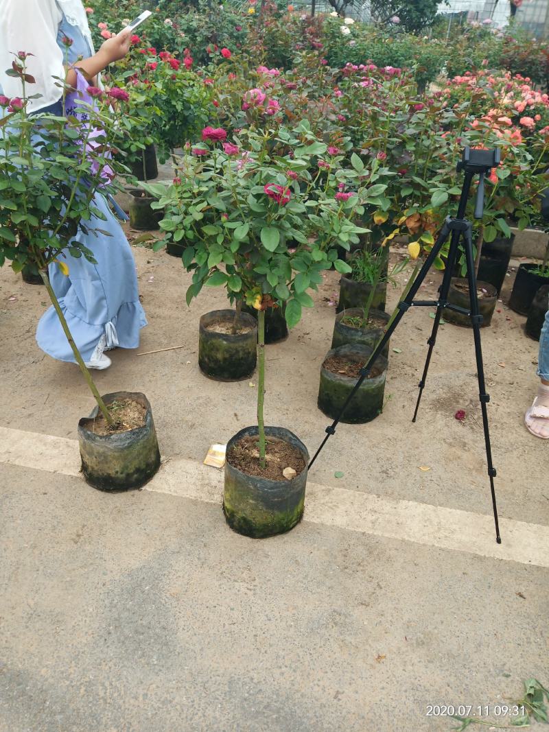 树状月季，大小规格都有，颜色齐全量大优惠
