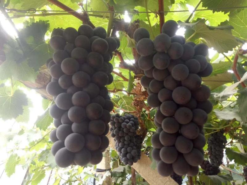 辽南巨峰葡萄大量上市中颗粒大口感甜