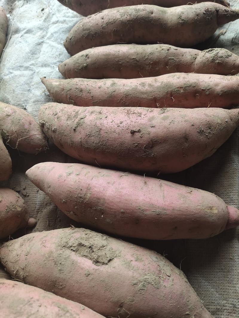 河南省通许蜜薯红薯沙地蜜龙薯九大量供应价格优惠