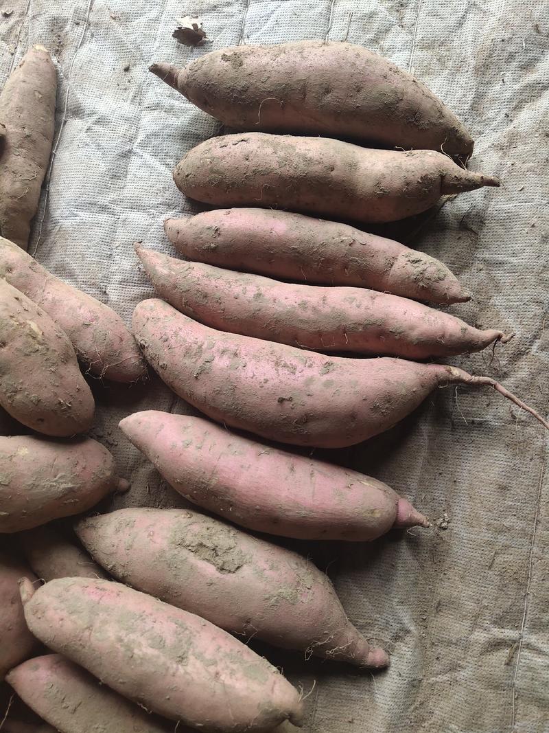 河南省通许蜜薯红薯沙地蜜龙薯九大量供应价格优惠