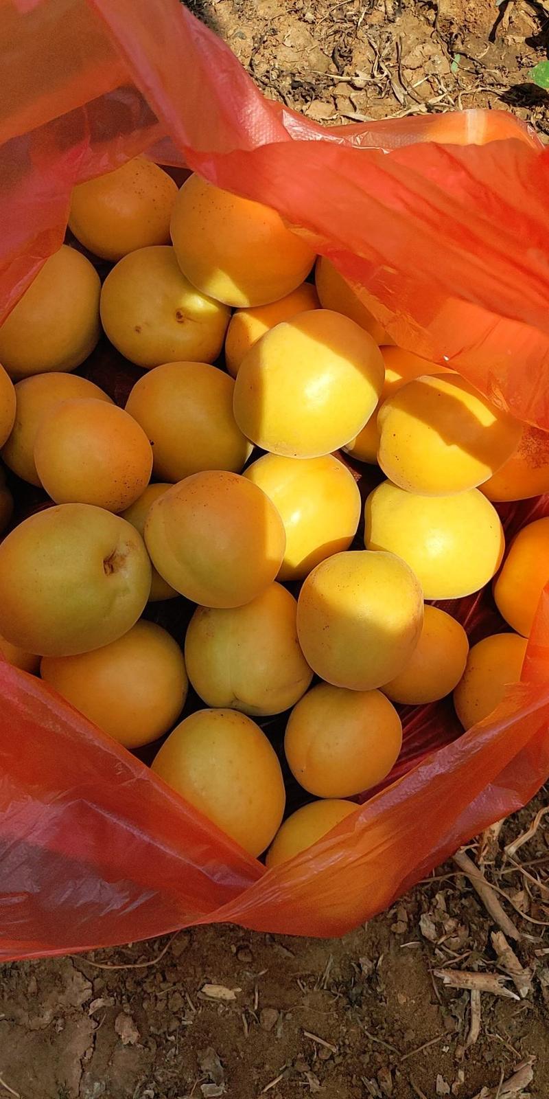 山东烟台荷兰香蜜杏，吊干杏，蜜罐油杏，自家种植包成活
