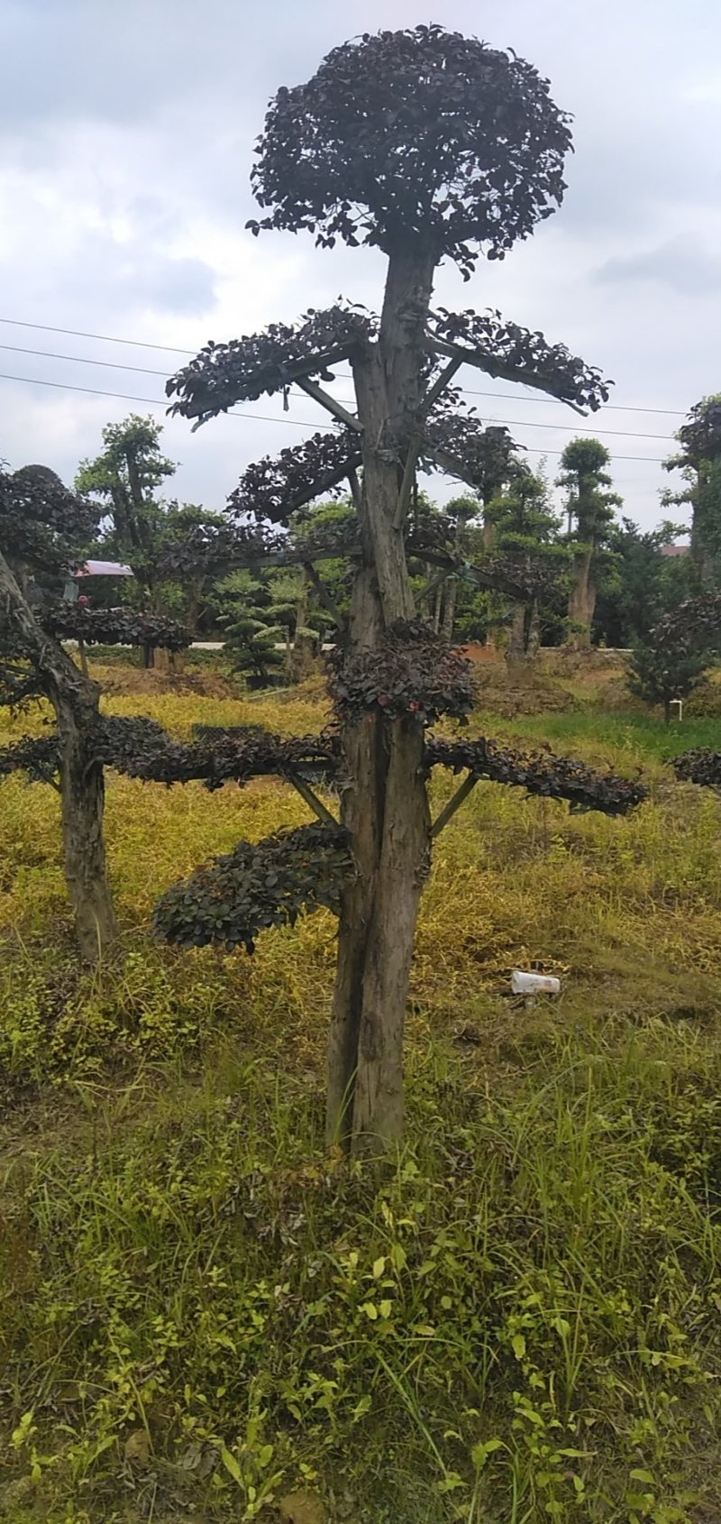 红继木造型桩景基地直销
