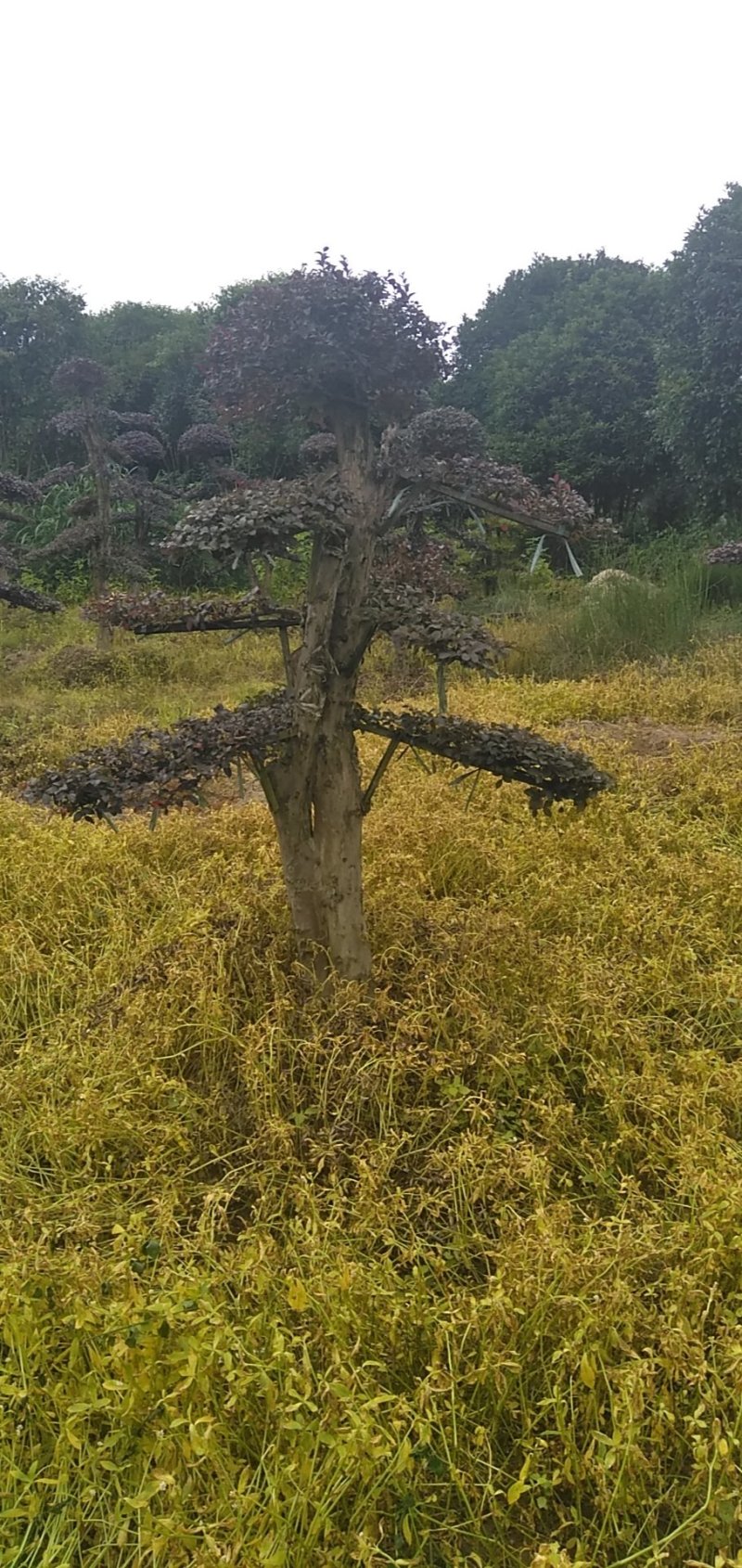 红继木造型桩景基地直销
